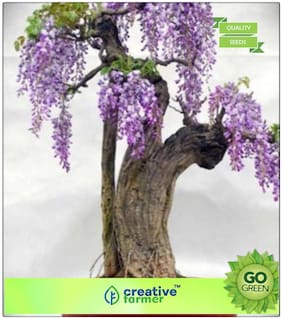 Ornamental Tree : The Fern Tree Premium Kitchen Garden Plant Seeds