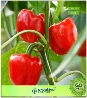 Ornamental Vegetable Seeds : Bellpepepr Capsicum Red Wonder Seeds Premium Kitchen Garden Plant Seeds