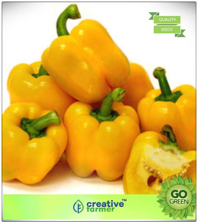 Ornamental Vegetable Seeds : Organic Bell Pepper Seeds Yellow Mix Professional Seeds Premium Kitchen Garden Plant Seeds