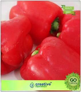 Ornamental Vegetable Seeds : Red Bell Peppers Premium Kitchen Garden Plant Seeds