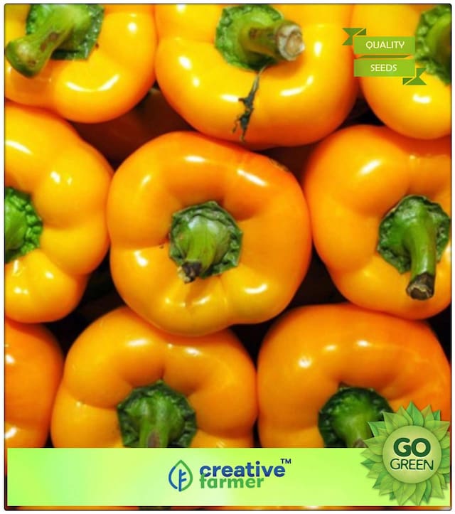 Ornamental Vegetable Seeds : Bright Yellow Bell Peppers Premium Kitchen Garden Plant Seeds