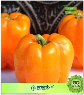 Ornamental Vegetable Seeds : Sweet Peppers Orange Early Summer Hybrid Pepper Premium Kitchen Garden Plant Seeds