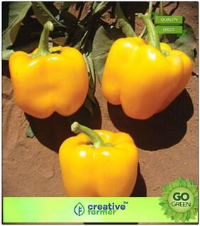Ornamental Vegetable Seeds : Yellow Colour Capsicum Premium Kitchen Garden Plant Seeds