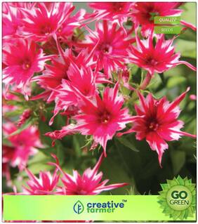 Ornamental Vegetable Seeds : Phlox Twinkle Mix Garden Mix Premium Kitchen Garden Plant Seeds
