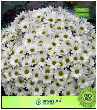 Ornamental Vegetable Seeds : Saamandi- Chrysanthemum White Premium Kitchen Garden Plant Seeds