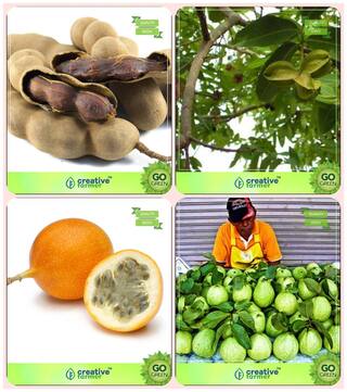 Outdoor Plant Tamarind;Terminalia Arjuna;Passion Fruit - Yellow;Kilo Pera Combo For Home Garden Fruit Seeds
