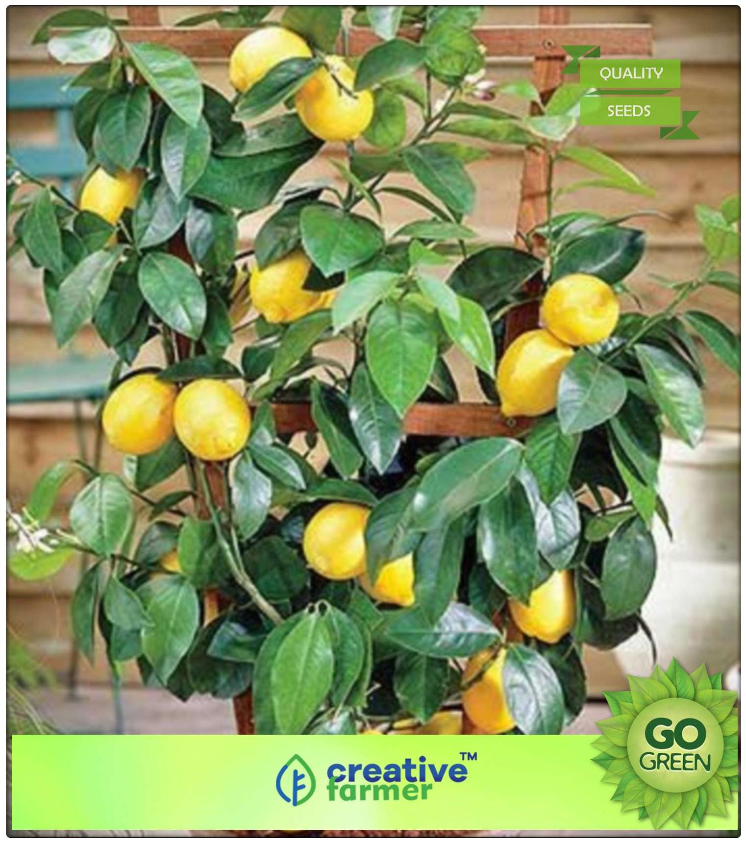 https://assetscdn1.paytm.com/images/catalog/product/H/HO/HOMOUTDOOR-PLANCREA88747FA96BF54/1563112615108_0..jpg