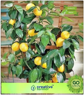 Outdoor Plants Naranga Lemon Seeds Fruit Seeds For All Season Premium Kitchen Garden Plant Seeds