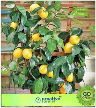 Outdoor Plants Naranga Lemon Seeds Fruit Seeds For All Season Premium Kitchen Garden Plant Seeds