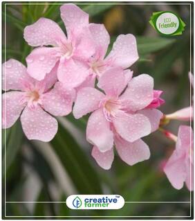 Pachiyalari (Nerium Oleander) Bushy Flower Shrub Tree Flowering Tree Plants Perfect Home Garden Plant Seeds