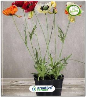 Papaver Mixed Plant Seeds For All Season Perfect Home Garden Plant Seeds