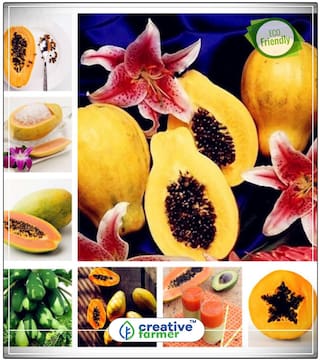 Papaya Orange Big Juicy Queen Fruit Seeds Bonsai Plant Seeds Fruit Bonsai Seeds Perfect Home Garden Plant Seeds
