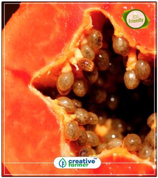 Papaya Seeds Pusa Fruit Seeds For Kitchen Garden Bonsai Plant Seeds Fruit Bonsai Seeds Perfect Home Garden Plant Seeds