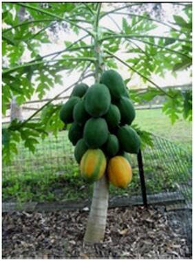Papaya Seeds - Dwarf Variety - Huge Production - Hybrid Seeds Fruit Plant Seeds For Kitchen Garden Fruit Seeds Garden Pack By Creative Farmer