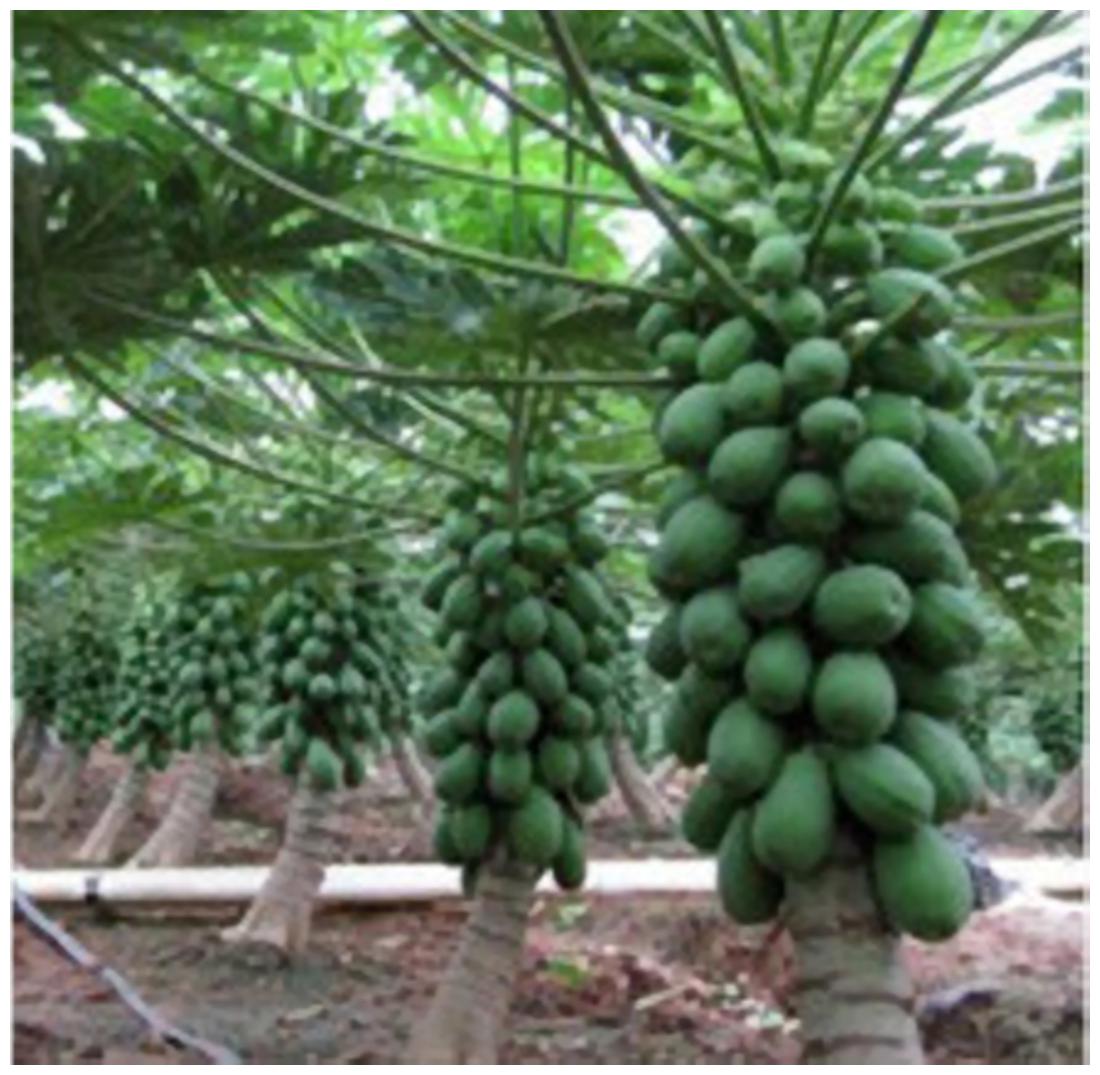 https://assetscdn1.paytm.com/images/catalog/product/H/HO/HOMPAPAYA-TREE-CREA8874731017E33/1563031331212_1..jpg