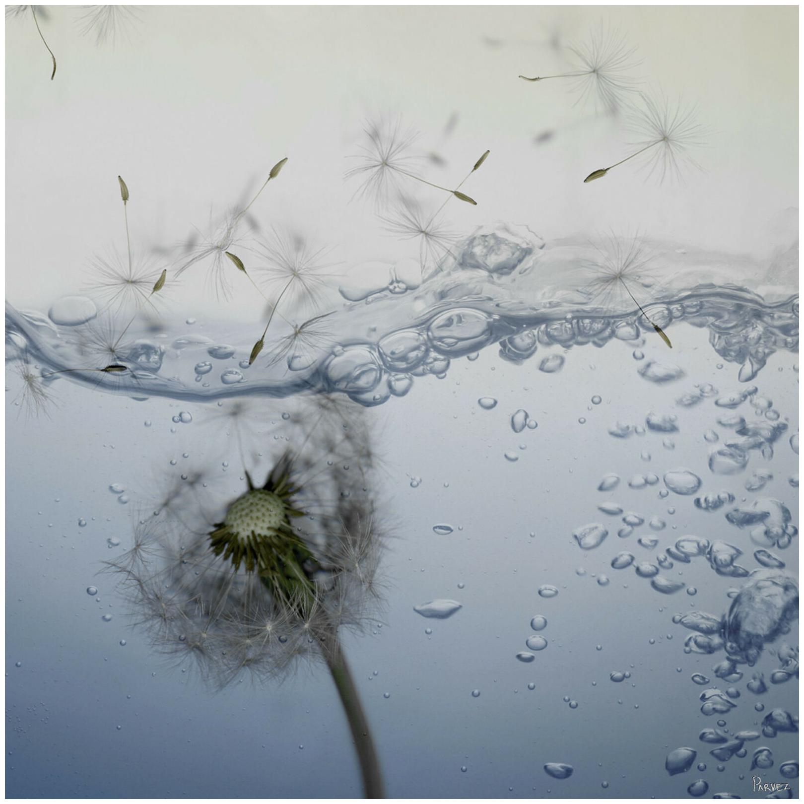 

Parvez Taj Underwater 48 x 48 Art Print On Premium Canvas