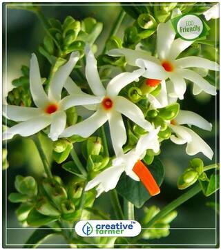 Pavizhamalli Flowering Plants Perfect Home Garden Plant Seeds