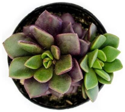 Pegasus Flora Succulent Live Plant Anacampseros Rufescens