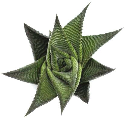 Pegasus Flora Succulent Live Plant HOWARTHIA Spiral Hybrid