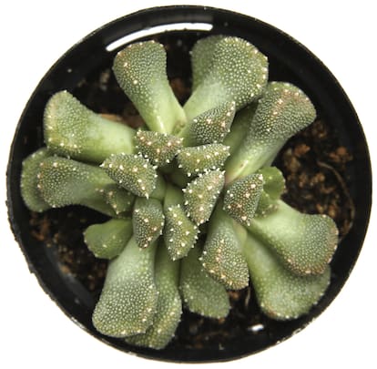 Pegasus Flora Succulent Live Plant Aloinopsis Luckhoffii