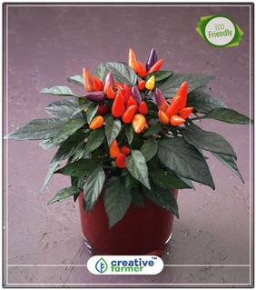 Pepper Ornamental Mixed Colour Vegetable Seeds Perfect Home Garden Plant Seeds