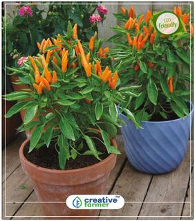 Peppers Chilli Orange Vegetable Seeds Perfect Home Garden Plant Seeds