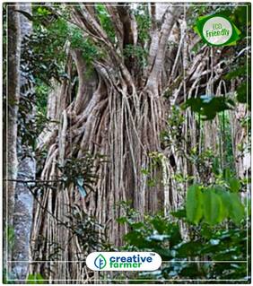 Pepri Ficus Rare Tree Perfect Home Garden Plant Seeds
