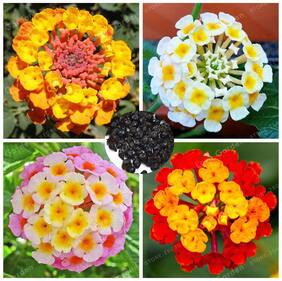 Perennial Evergreen Flower Seeds Red Mixed Colour Flowered Sage Summer Flower Seeds Perennial Seeds