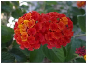 Perennial Fragrant Flower Seeds Lantana Camara Seeds;Orange Pink Purple Banderita Espanola Butterfly Flower Field Flower Seeds Seeds