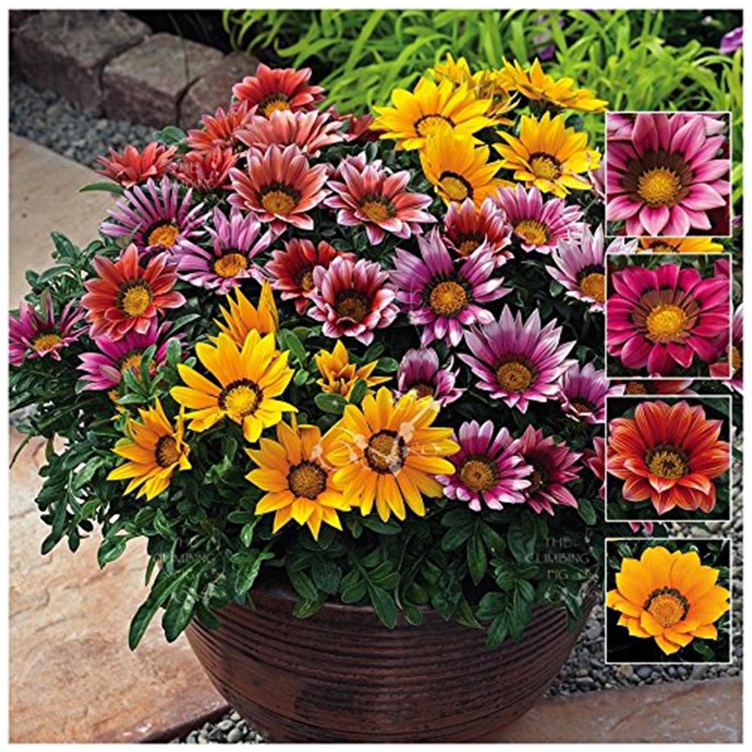 https://assetscdn1.paytm.com/images/catalog/product/H/HO/HOMPERENNIAL-PLCREA887472E855456/1563027973249_0..jpg