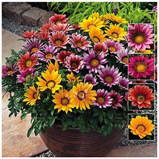Perennial Plant Gazania Sunshine Hybrid Mixed Flower Seeds - Kitchen Garden Pack by Creative Farmer