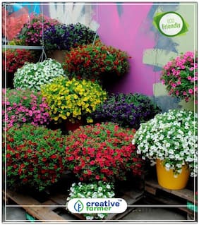 Petunia Best Pro Mix Garden Seeds Perfect Home Garden Plant Seeds