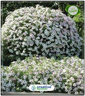 Petunia Creative Mix Plant Seeds Low Price Perfect Home Garden Plant Seeds