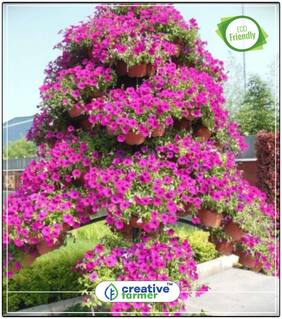 Petunia Grandiflora Pink -Rose Winter Flower Plant Seeds For Home Decor Perfect Home Garden Plant Seeds