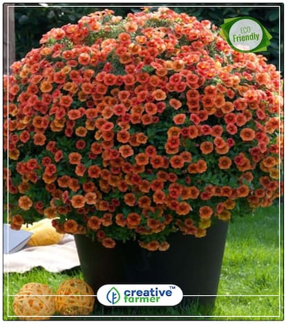 Petunia - Petunia Dreams Rose Morn Flower Seed All Sesson Perfect Home Garden Plant Seeds