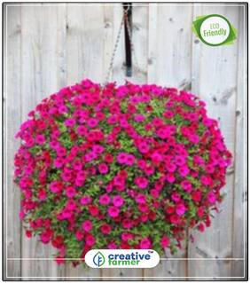 Petunia Prizm Sunshine Flower Seeds Hybrid Perfect Home Garden Plant Seeds