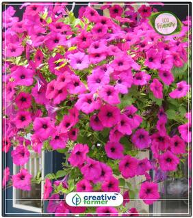 Petunia-Rose Of Heavens Pink Plants Seeds For Office Perfect Home Garden Plant Seeds