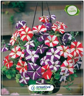 Petunia-Star Mixed Flower Seed Rainy Season Perfect Home Garden Plant Seeds