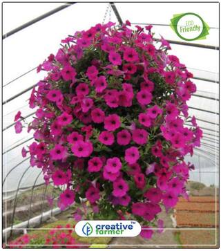Petunia Supercascade Mix Flower Seeds For All Season India Perfect Home Garden Plant Seeds
