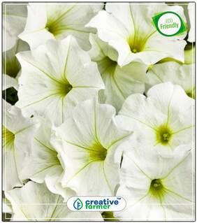 Petunia White Hanging Variety Plant Seeds Organic Perfect Home Garden Plant Seeds