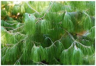 Pine Tree Seeds - Pinus Patula Mexican Weeping Pine Seeds - 50 Seeds for Growing by Creative Farmer