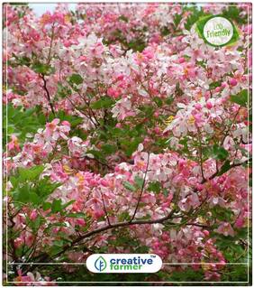 Pink And White Shower Tree Ornamental Tree Perfect Home Garden Plant Seeds
