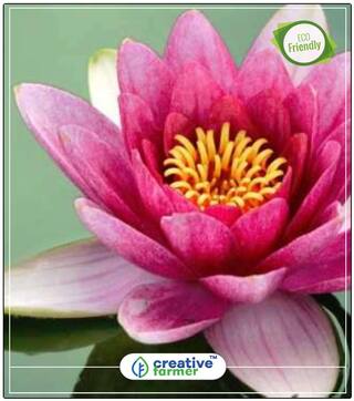 Pink Lotus / Waterlily Flower Seeds Plant Seeds For Hanging Pots Perfect Home Garden Plant Seeds