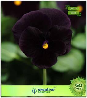 Plant For Balcony : Black Colour Panther In Pot Premium Kitchen Garden Plant Seeds
