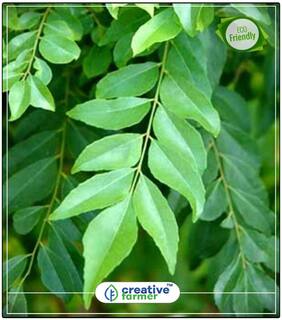 Plant For Balcony Kudianim Curry Leaf Plant Seeds Seeds For Outdoor Plant Seeds Perfect Home Garden Plant Seeds