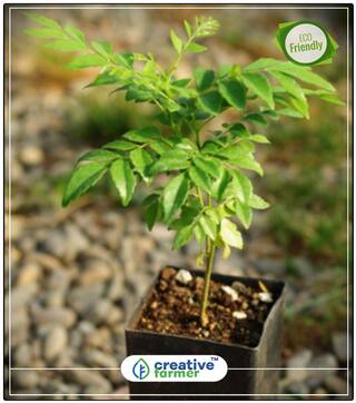 Plant For Home Curry Leaf Karivepillai - Murraya Koenigii Plant Seeds Seeds For Planting Garden Plant Seeds Fruit Bonsai Seeds Perfect Home Garden Plant Seeds