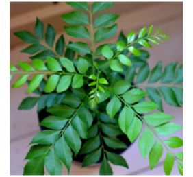 Plant For Kitchen Curry Leaf Plant Seeds - Kari Patta Seeds For Curry Leaves Plant Seeds For Garden Pack By Creative Farmer