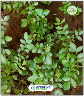 Plant For Kitchen Curry Leaf Plant Seeds - Kari Patta Seeds For Curry Leaves Plant Seeds For Garden Pack Perfect Home Garden Plant Seeds