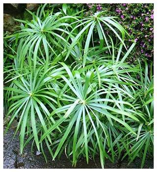 Buy Plant House Live Umbrella Palm Decorative Indoor Outdoor Plant