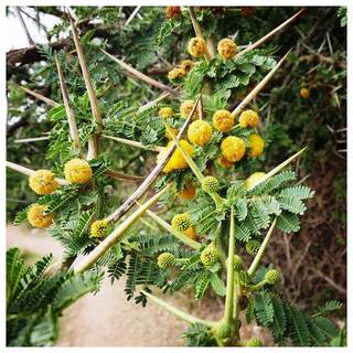 Buy Plant House Live Babool Babul Kikar Acacia Tree Medicinal Plant Online At Low Prices In India Paytmmall Com Babul definition, any of several leguminous trees of the genus acacia that yield a gum, especially a. plant house live babool babul kikar acacia tree medicinal plant